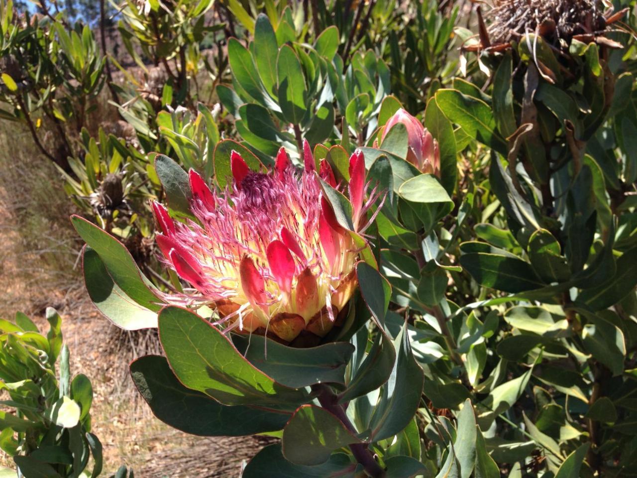 Alba House Guest House Paarl Kültér fotó